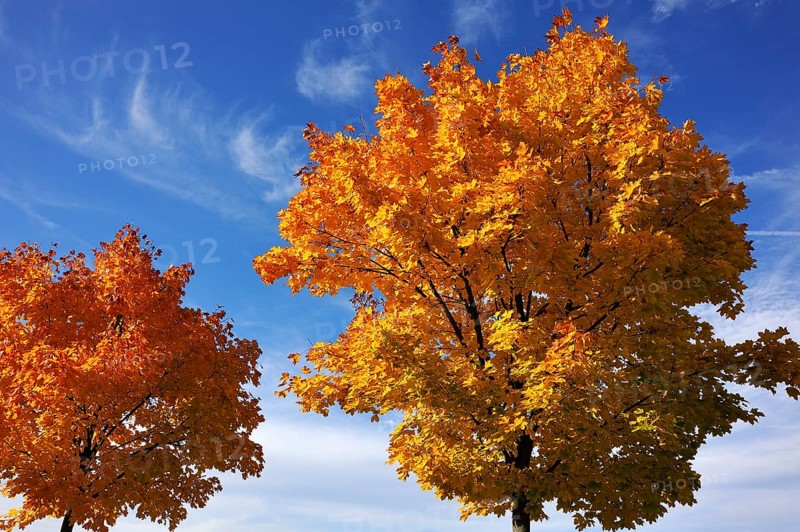 Norway maple (Acer platanoides) in golden yellow autumn color, cloudy sky, Eckental, Middle Franconia, Bavaria, Germany