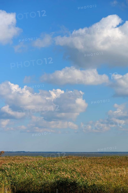Reed, thatch (Phragmites australis) in front of the lagoon, Ahrenshoop, Darß, Mecklenburg-Western Pomerania, Germany