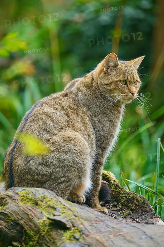 A cat sits attentively on a tree trunk surrounded by lush vegetation, European wildcat (Felis silvestris), summer, Germany