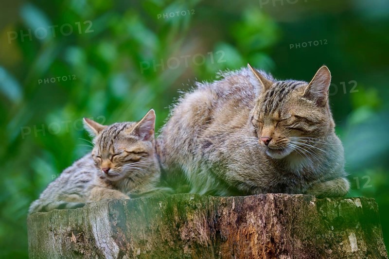 Cat with kittens sleep close together on a tree stump surrounded by vivid greenery, European wildcat (Felis silvestris), summer, Germany