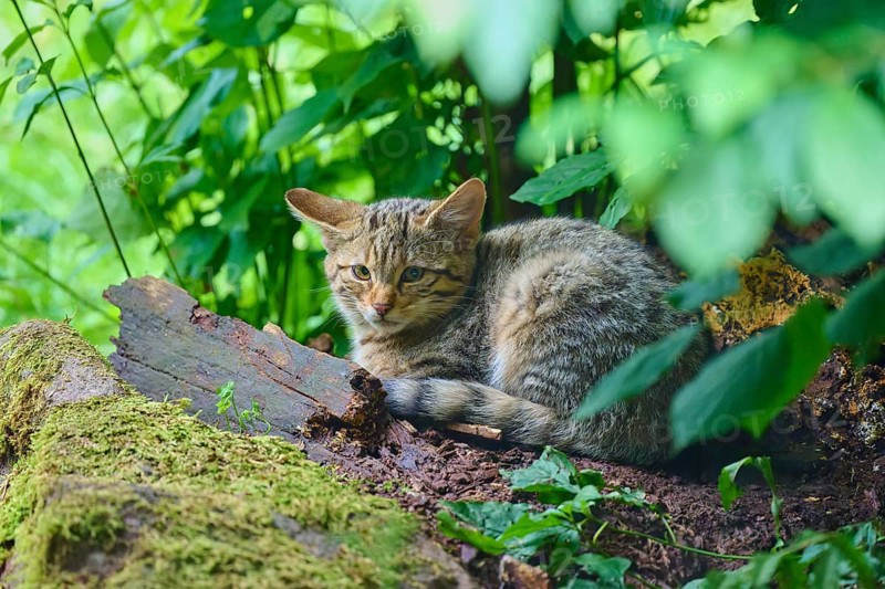 A cat is lying relaxed on the ground surrounded by green vegetation in the forest, European wild cat (Felis silvestris), summer, Germany