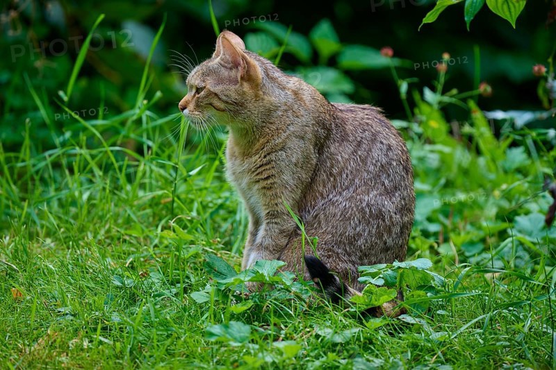 A cat sits in the green grass of a garden surrounded by lush vegetation, European wildcat (Felis silvestris), summer, Germany