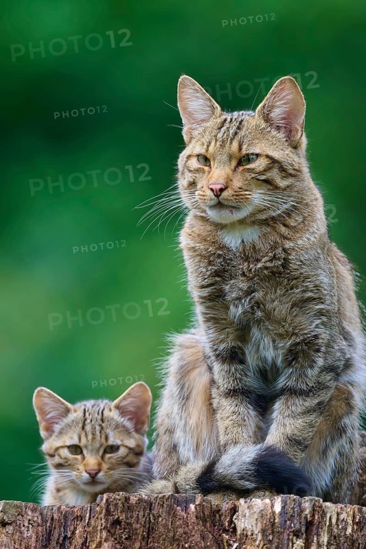 Adult cat sitting proudly on a tree stump, with a kitten near it, green leaves in the background, European wild cat (Felis silvestris), summer, Germany