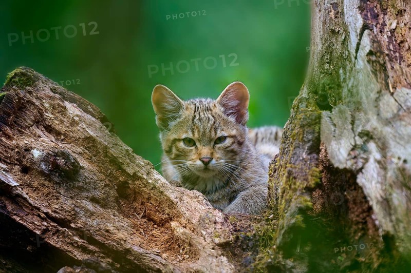 A young wild cat looks out of a tree hiding place surrounded by moss and bark, European wildcat (Felis silvestris), summer, Germany