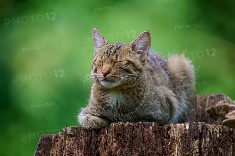 A wild cat sleeps peacefully on a tree stump while the sun shines through the green leaves, European wildcat (Felis silvestris), summer, Germany