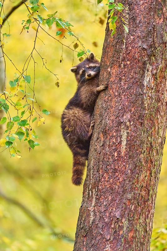 A raccoon climbs up a tree surrounded by autumn leaves, raccoon (Procyon lotor), autumn, Germany
