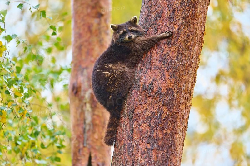 A raccoon clings to a tree in autumn forest, raccoon (Procyon lotor), autumn, Germany