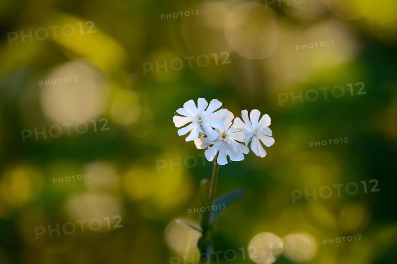Leimkraut (Silene alba), Lower Rhine, North Rhine-Westphalia, Germany