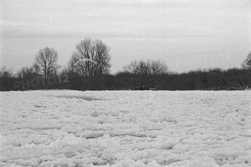 Frozen Elbe, swan flying over ice rink, Bleckede, Lower Saxony, Germany, January 03, 1997, vintage, retro, old, historic