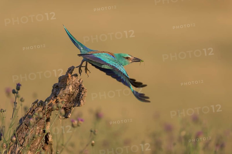 Blue racke (Coracias garrulus), starting from sitting room in a flower meadow, Kiskunság National Park, Hungary
