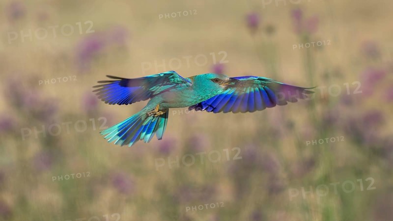 Blue racquet (Coracias garrulus), with beetle in its beak flying through a flower meadow, Kiskunság National Park, Hungary