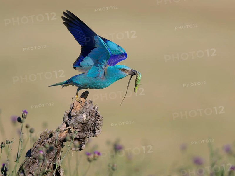 Blue racquet (Coracias garrulus), starting from sitting room in a flower meadow with captured sand lizard (Lacerta agilis), in its beak, Kiskunság National Park, Hungary