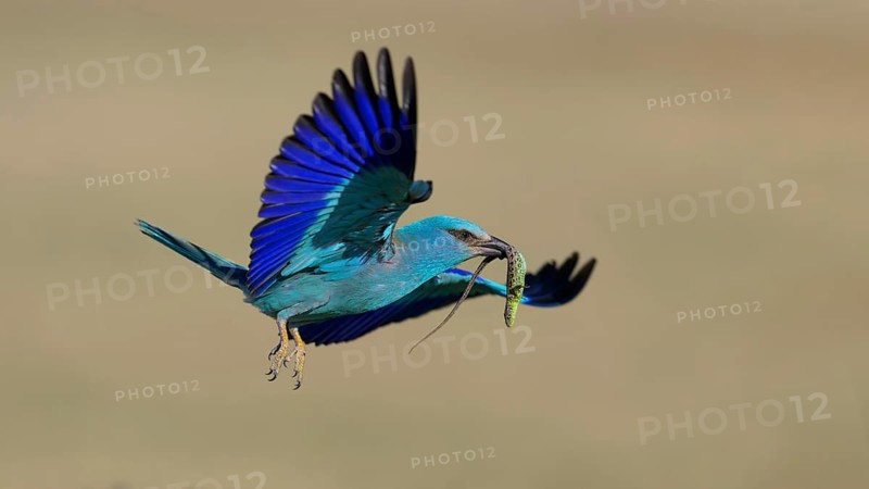 Blue racke (Coracias garrulus), flying with captured sand lizard (Lacerta agilis), in its beak, Kiskunság National Park, Hungary