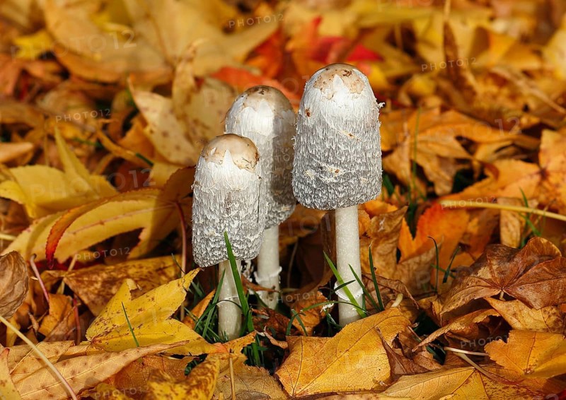 Schopftintling (Coprinus comatus), group in autumn leaves, North Rhine-Westphalia, Germany
