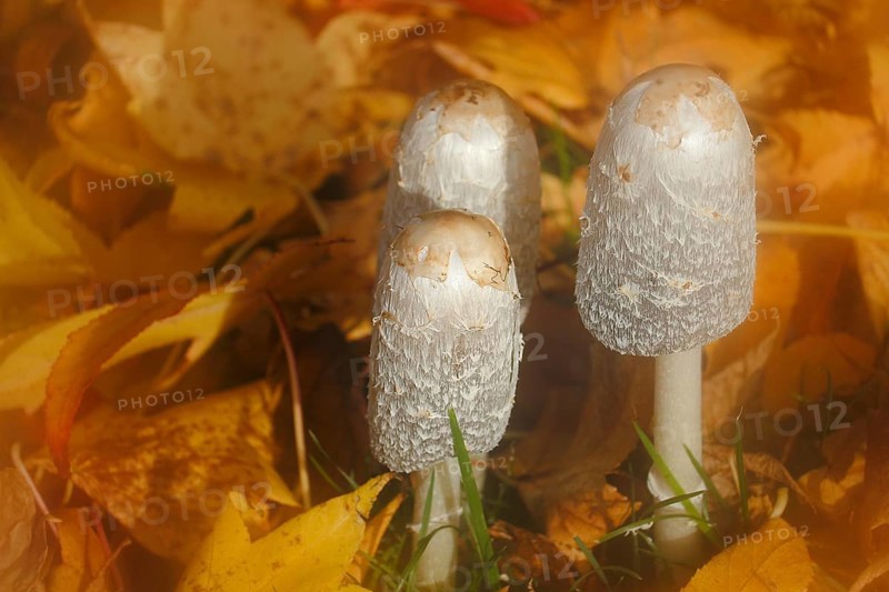 Schopftintling (Coprinus comatus), group in autumn leaves, alienation, North Rhine-Westphalia, Germany