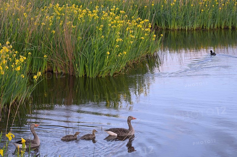 Blooming marsh iris (Iris peudacorus) in the wetland in dune landscape, Texel, North Holland, the Netherlands