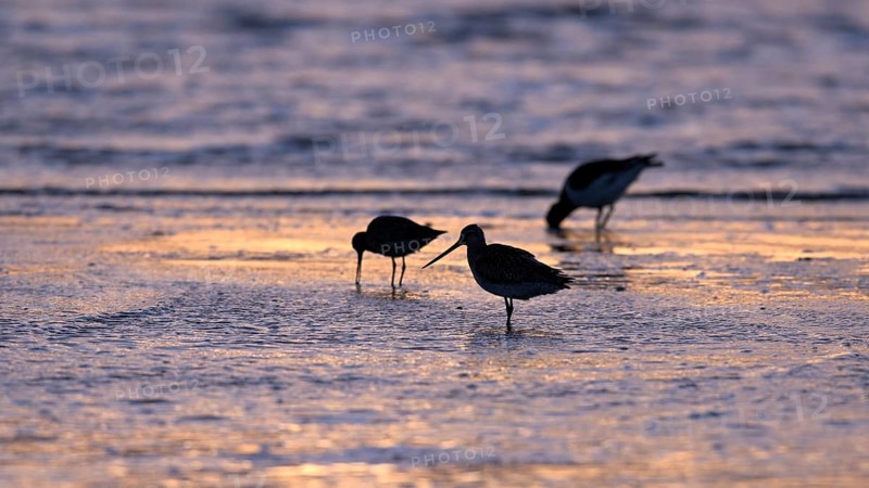 Pod-tailed woodcock (Limosa lapponica) in backlight on the beach, Texel, North Holland, the Netherlands