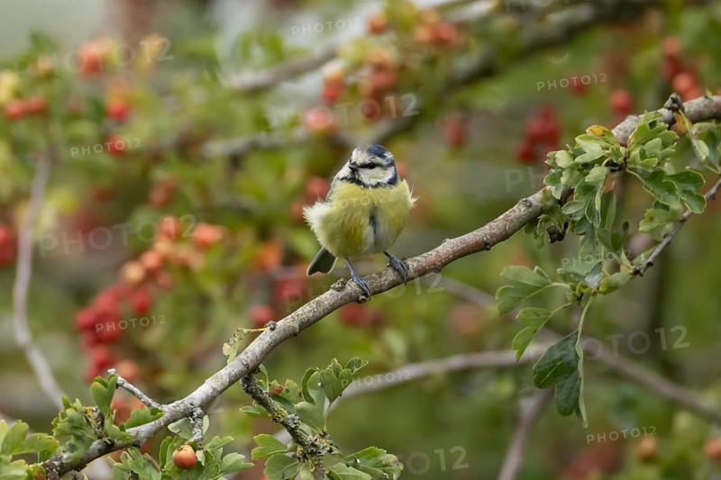 Blue tit (Cyanistes caeruleus) adult bird in a Hawthorn hedgerow with red berries in summer, England, United Kingdom