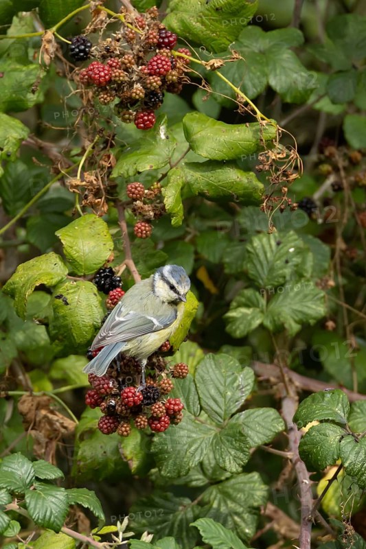 Blue tit (Cyanistes caeruleus) adult bird in a hedgerow on blackberries in summer, England, United Kingdom