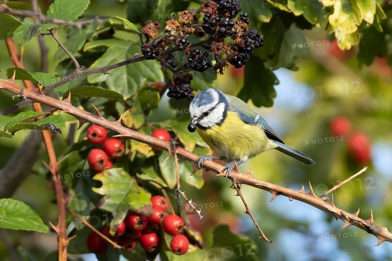 Blue tit (Cyanistes caeruleus) adult bird in a hedgerow feeding on blackberries in summer, England, United Kingdom