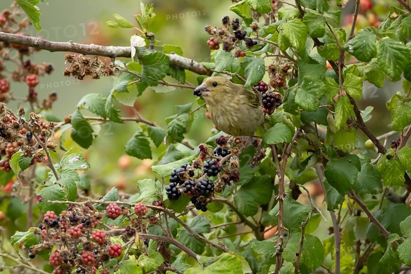European greenfinch (Chloris chloris) adult bird in a hedgerow feeding on blackberries in summer, England, United Kingdom