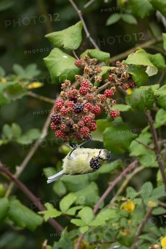 Blue tit (Cyanistes caeruleus) adult bird in a hedgerow feeding on blackberries in summer, England, United Kingdom