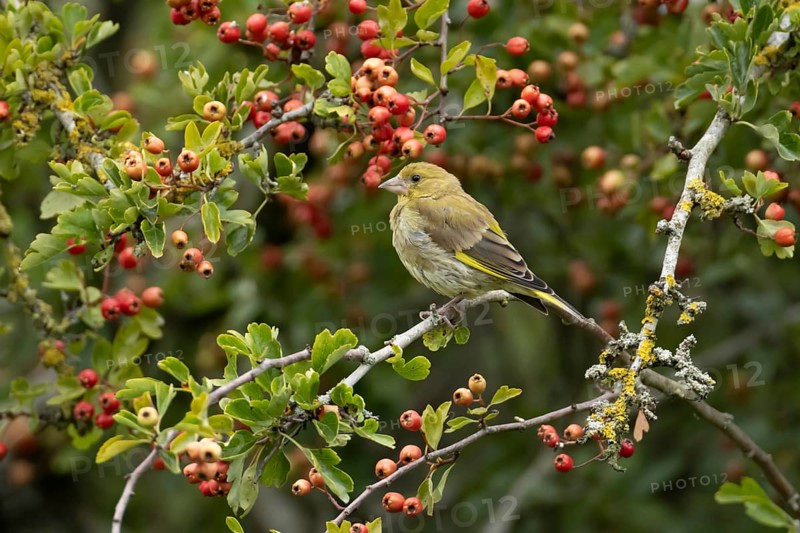 European greenfinch (Chloris chloris) adult bird in a Hawthorn hedgerow with red berries in summer, England, United Kingdom