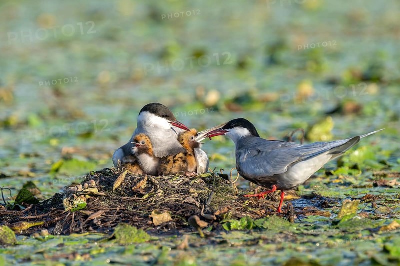 White-bearded terns (Childonias hybride) feeding with young birds on their nest, Danube Delta, Romania