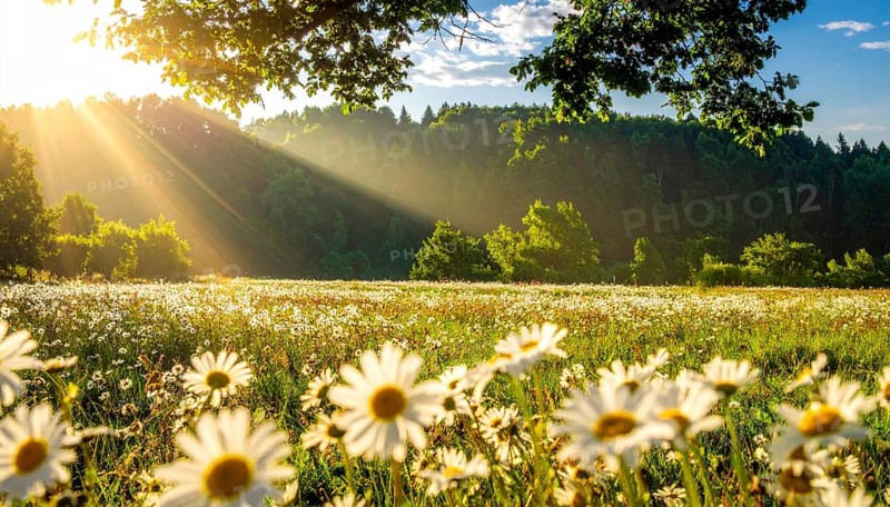 A sunlit meadow with daisies against a forest backdrop under a blue sky, Late summer country landscape with daisies meadow and sunbeams, forest in blurred background, hilly landscape in sunrise or sunset, tranquil nature template or poster for beauty of nature, AI generated