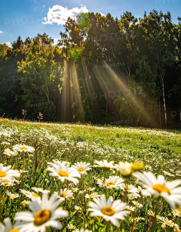 A sunlit meadow with daisies against a forest backdrop under a blue sky, Late summer country landscape with daisies meadow and sunbeams, forest in blurred background, hilly landscape in sunrise or sunset, tranquil nature template or poster for beauty of nature, AI generated