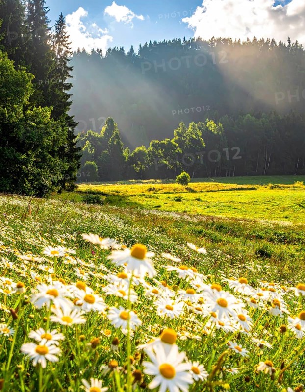 A sunlit meadow with daisies against a forest backdrop under a blue sky, Late summer country landscape with daisies meadow and sunbeams, forest in blurred background, hilly landscape in sunrise or sunset, tranquil nature template or poster for beauty of nature, AI generated
