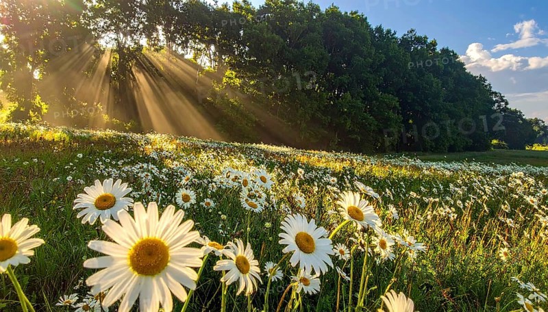 A sunlit meadow with daisies against a forest backdrop under a blue sky, Late summer country landscape with daisies meadow and sunbeams, forest in blurred background, hilly landscape in sunrise or sunset, tranquil nature template or poster for beauty of nature, AI generated