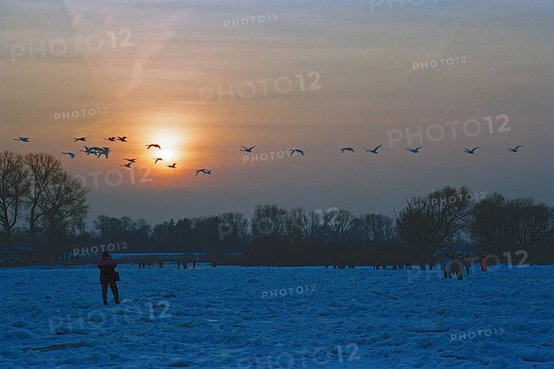 People walk across ice rink, sunset, swarm of swans flying by, frozen Elbe, Bleckede, Lower Saxony, Germany, February 9, 1996, vintage, retro, old, historic