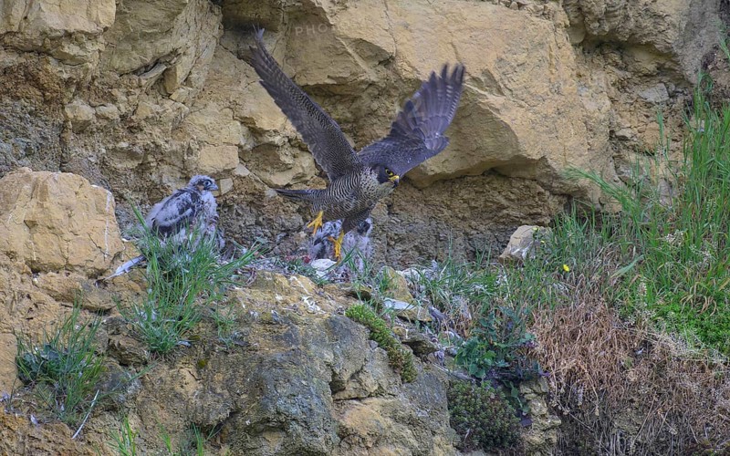 Peregrine falcon (Falco peregrinus), adult female taking off from Felsenhorst after feeding nestlings in picturesque rocky scenery, biosphere area, Swabian Jura, Baden-Württemberg, Germany