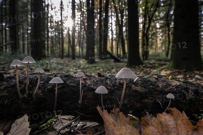 Helmlinge (Mycena), Emsland, Lower Saxony, Germany