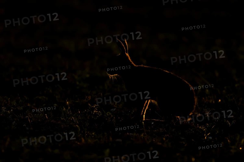 European brown hare (Lepus europaeus) adult animal backlit in a farmland field in summer, England, United Kingdom