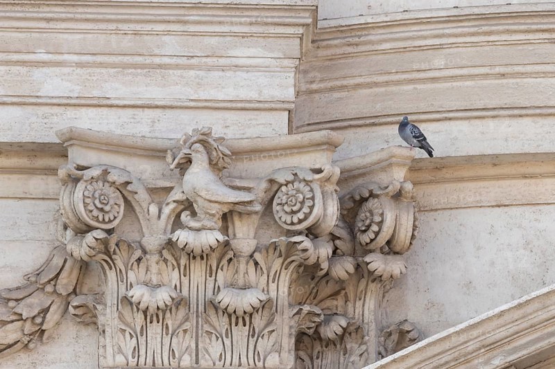 Feral dove (Columba livia) adult bird on a building with a peace dove bird sculture in the city of Rome, Italy