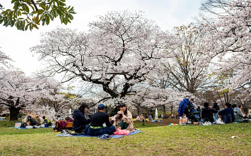 People picnicking under cherry blossoms in Yoyogi Park, Hanami Festival, Shibuya District, Tokyo, Japan