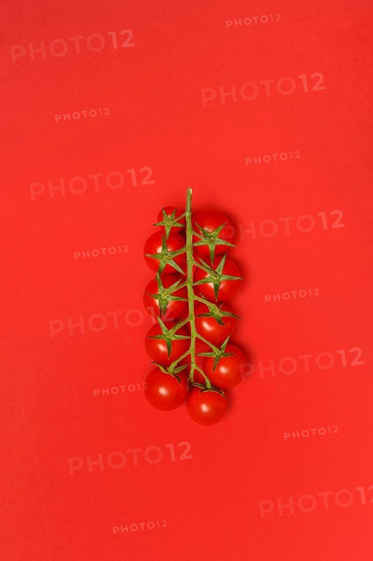 Tomatoes, tomato vine on red background