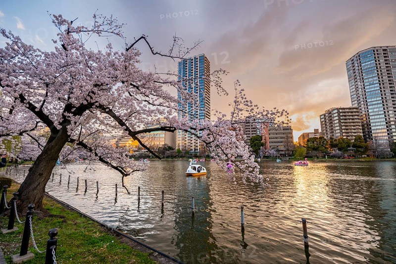Paddleboats in lake at sunset, Shinobazu pond, lakeside cherry blossoms in spring, Hanami Festival, Ueno Park, Taito City, Tokyo, Japan