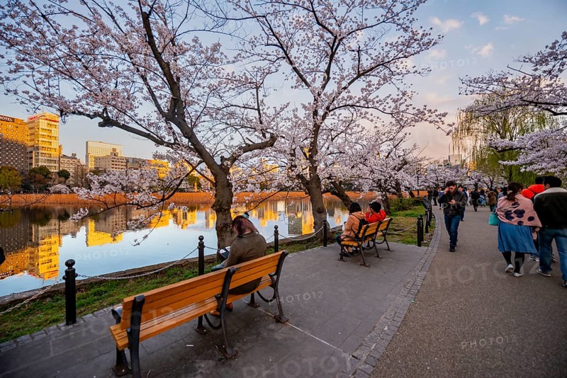 Visitors sitting on lakeside benches, lakeside path at sunset, Shinobazu pond, lakeside cherry blossom in spring, Hanami festival, Ueno Park, Taito City, Tokyo, Japan