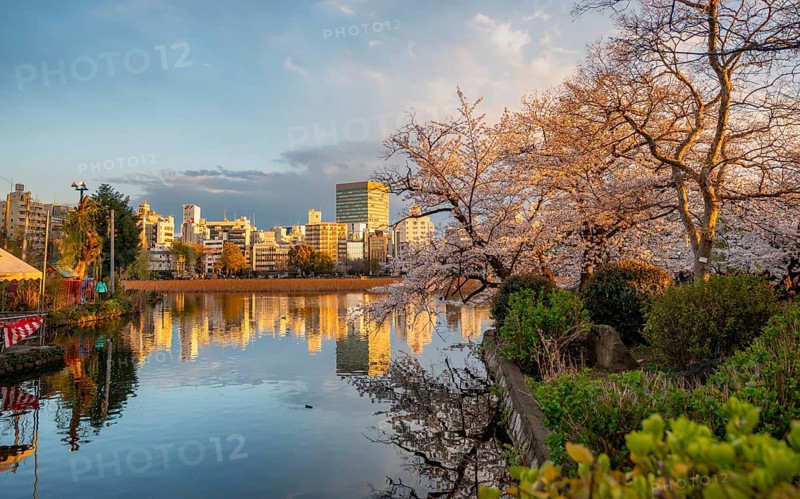 Skyscrapers reflected in lake at sunset, Shinobazu pond, lakeside cherry blossoms in spring, Hanami Festival, Ueno Park, Taito City, Tokyo, Japan
