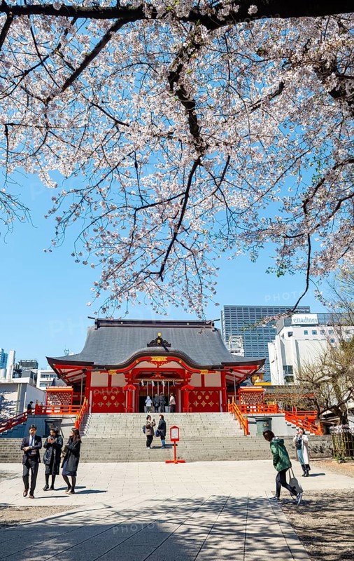 Shinto Shrine main building, Hanazono Shrine, cherry trees blooming in spring, Shinjuku City, Tokyo