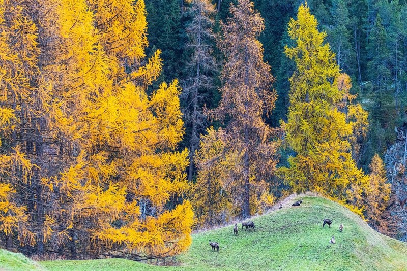 Chamois (Rupicapra rupicapra) in front of yellow larches (Larix), autumn, Zernez, Engadin, Graubünden, Switzerland