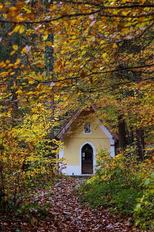 Deciduous trees, colorful autumn forest with counter chapel, Sankt Lorenz, Mondseeland, Salzkammergut, Upper Austria, Austria