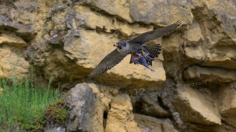 Peregrine falcon (Falco peregrinus), Peregrine falcon, flying with prey on a rock wall, biosphere area, Swabian Jura, Baden-Württemberg, Germany