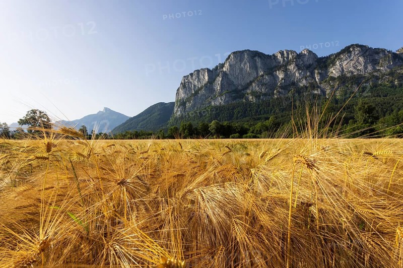 Agricultural Landscape, Hordeum Vulgare, Barley Field with Drachenwand and Schafberg, Mondsee, Salzkammergut, Upper Austria, Austria