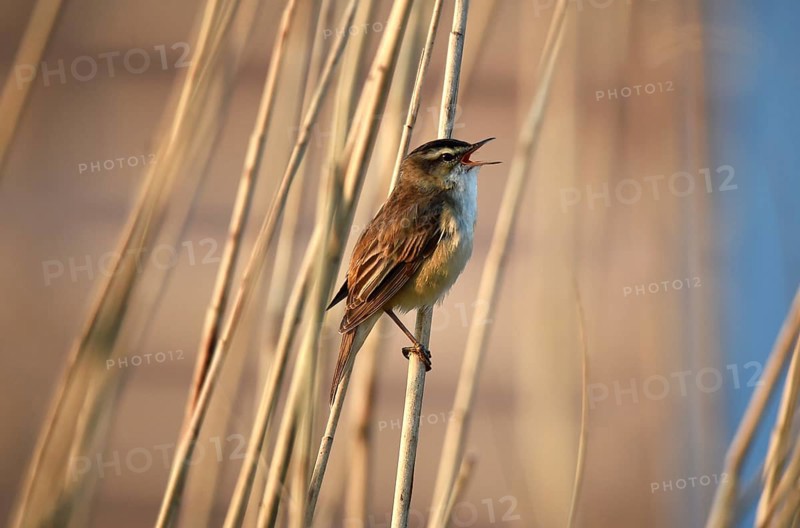 Reed warbler, (Acrocephalus schoenobaenus) singing in reeds, Schleswig-Holstein, Germany