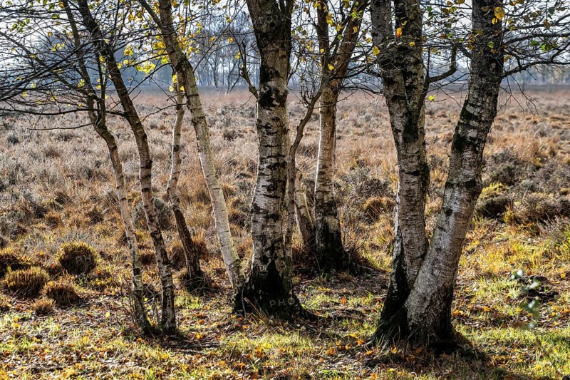 Birches (Betula pendula) in the moor, Emsland, Lower Saxony, Germany