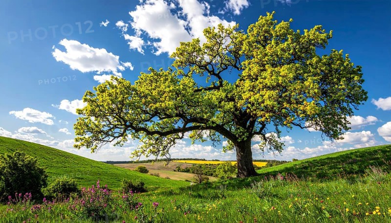 A serene landscape featuring a large tree by a stream at sunset with vibrant green grass and blooming flowers, spring landscape, the oak branch of nature, clear blue sky, idyllic atmosphere with green grass meadow, hills in the calm nature, AI generated